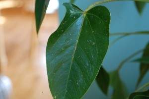 Anthurium Leaf 