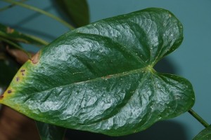 Anthurium Leaf 
