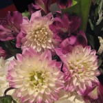 Dahlias in the Flower Shop Network Booth at the Tennessee State Florist Convention Trade Show