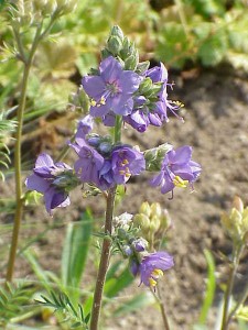 Jacobs Ladder Polemonium