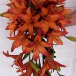 Cascading lily bouquet, Treehouse Florist, New Freedom PA