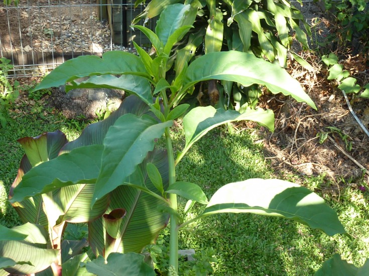 Queensland Plant