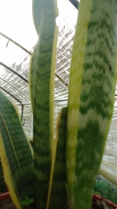 Plant #87 - Sansevieria trifasciate