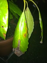 Avocado Leaf
