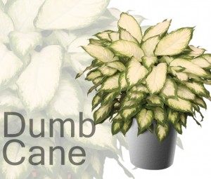 Dumb Cane - Modern Houseplants