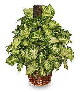 Green Nephthytis Houseplant