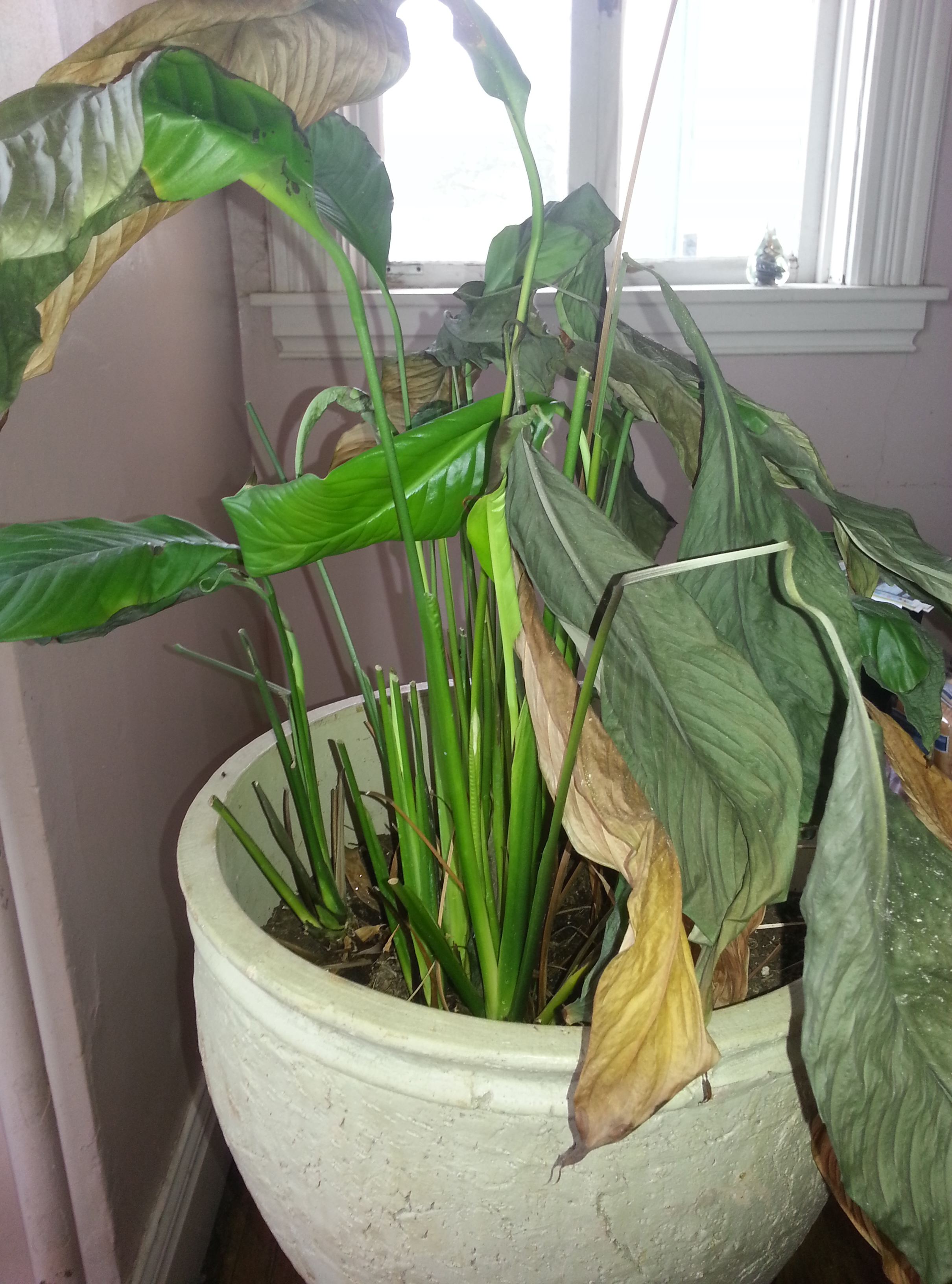 Help! My Peace Lily Is Suffering