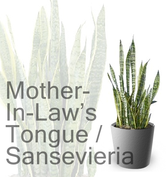 Sansevieria - Modern Houseplants