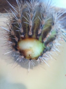 Cactus with roots cut off