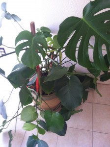Philodendron Houseplant