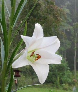 Crinum 130910 3