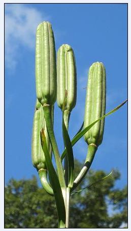 Crinum ovaries  4