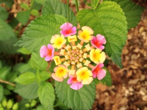 Confetti Lantana