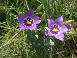5 Petal Purple Flower