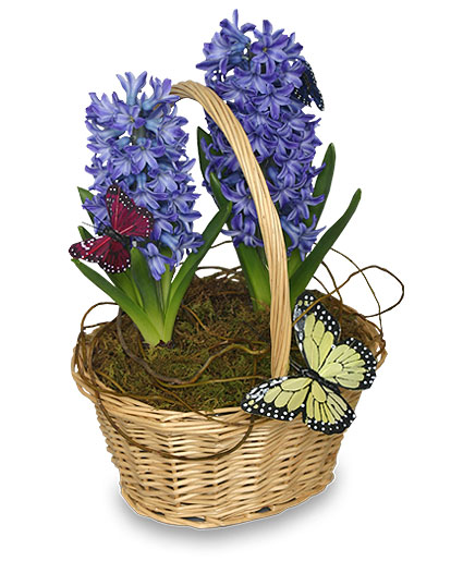 Early Spring Hyacinth