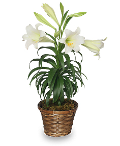 plant care tips for potted easter lilies