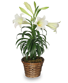 Traditional Easter Lily