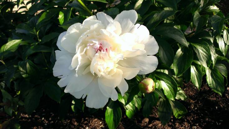 Peonies