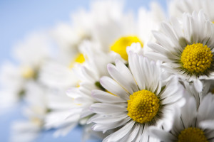 Daisy flower, springtime bright vivid theme