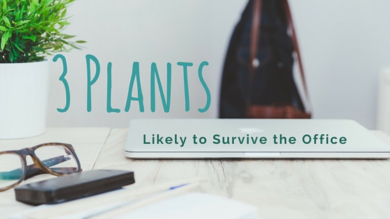 3 Plants Likely to Survive the Office