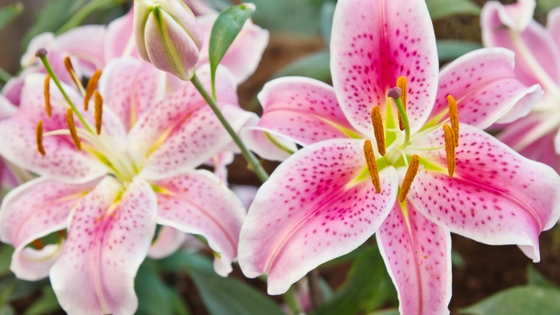 The Best Fragrant Flowers For Your Home