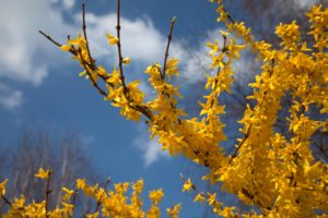 Forsythia