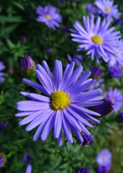 Purple Aster - Bloomin' Blog