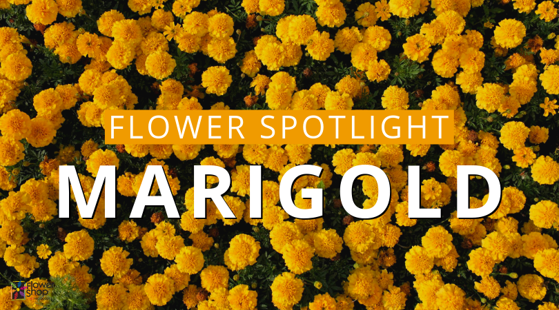 Marigold