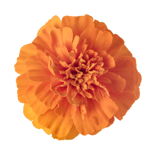 Marigold