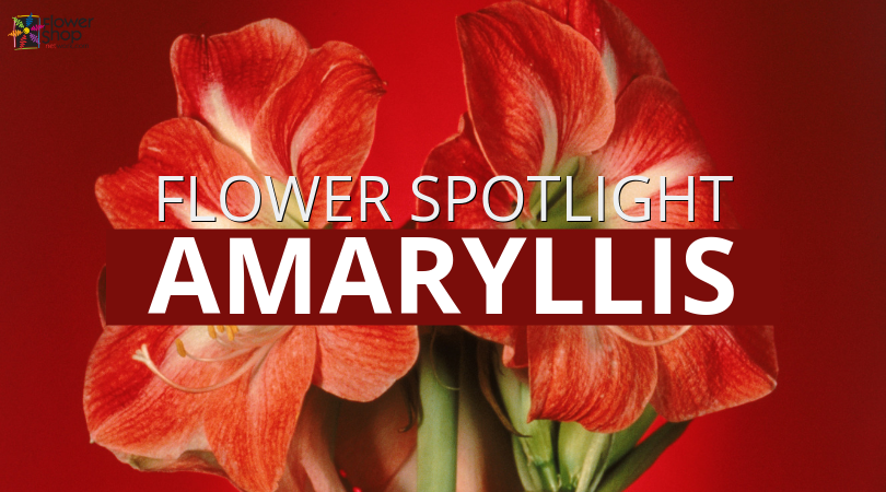 Amaryllis Flower Spotlight