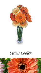 Citrus cooler vase of gerbera daisies