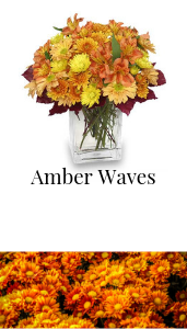 amber waves arrangement 
