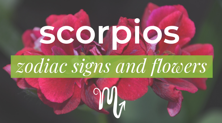 scorpios zodiac and flowers