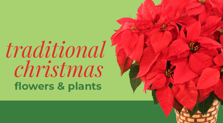 Traditional Christmas Flowers and Plants