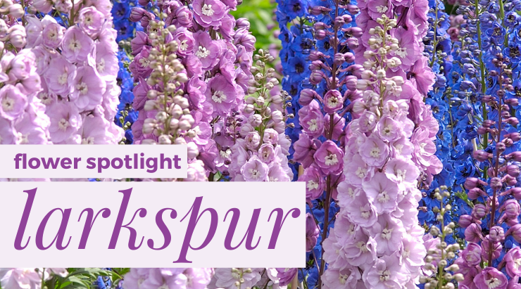 Flower Spotlight Larkspur