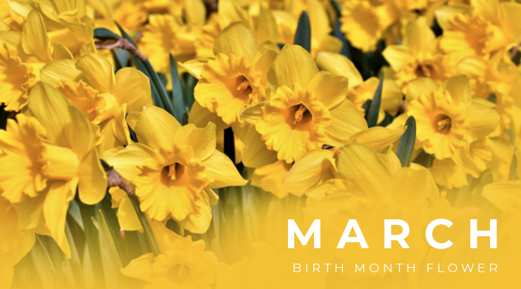 Birth Month Flower of March - The Daffodil