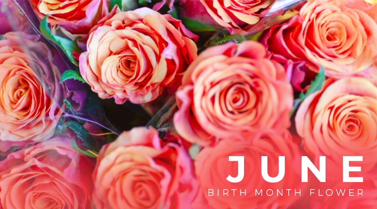 June Birth Flower: Rose