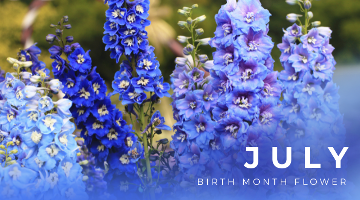 July Birth Flower Larkspur