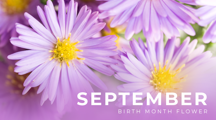 September Birth Flower: Aster