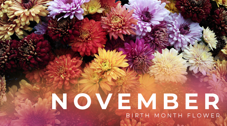 November Birth Flower Chrysanthemum