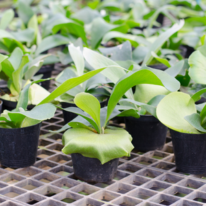 staghorn fern