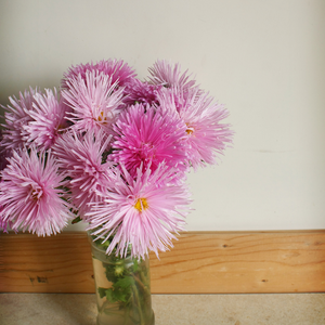 asters