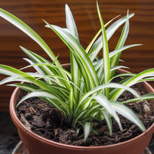 spider plant