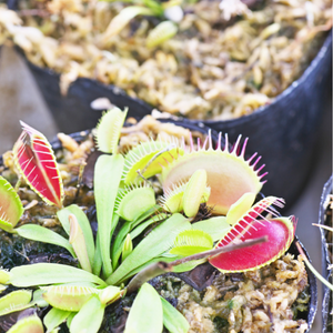 venus flytrap