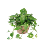 golden pothos house plant