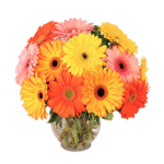 Groovy Gerberas