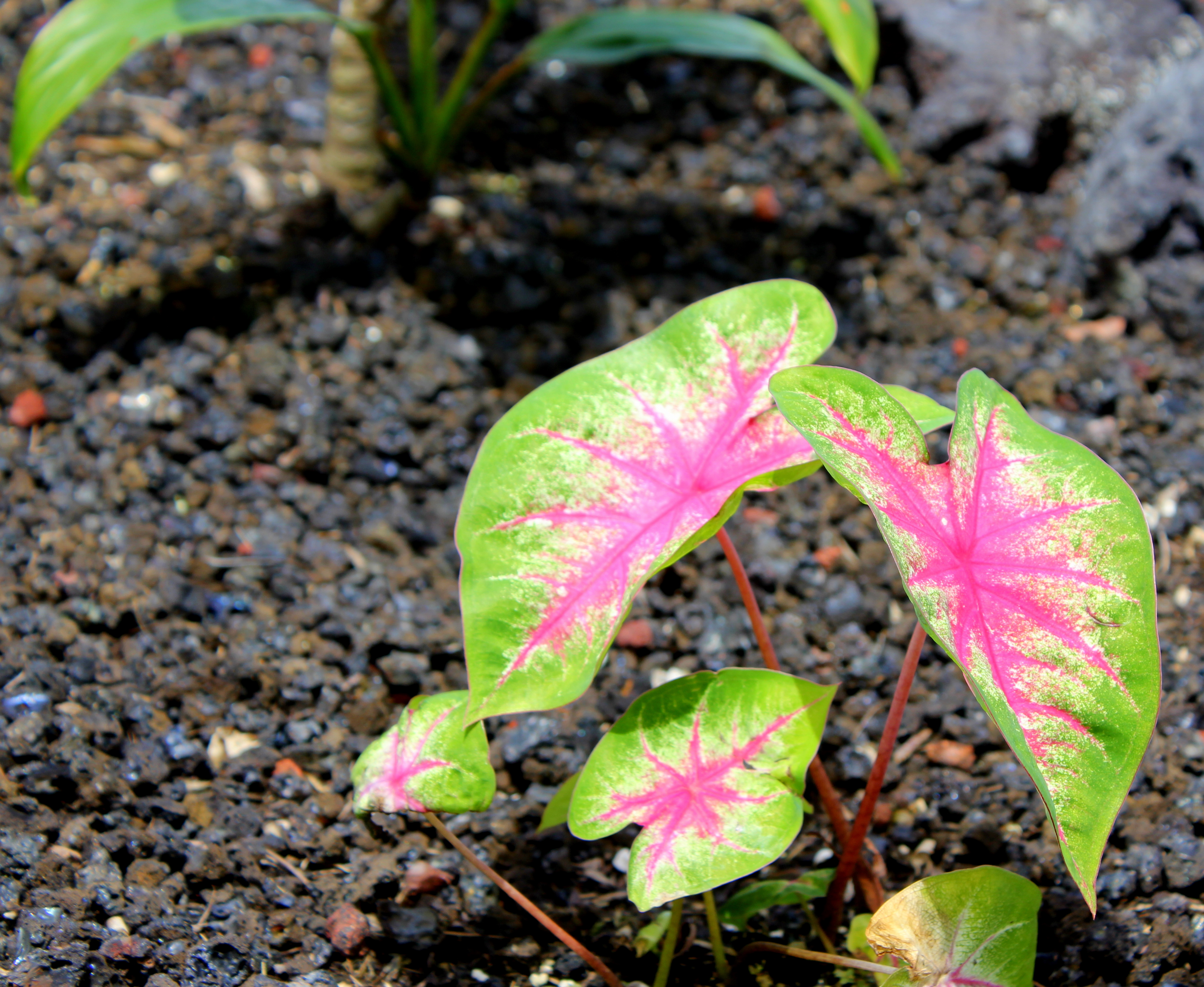 Using FSN Pictures To Identify Houseplants or Tropical Plants