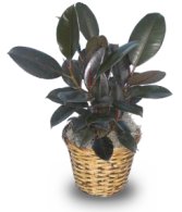 Image of Rubber Plant (Ficus elastica) - June 2005 FSN Newsletter